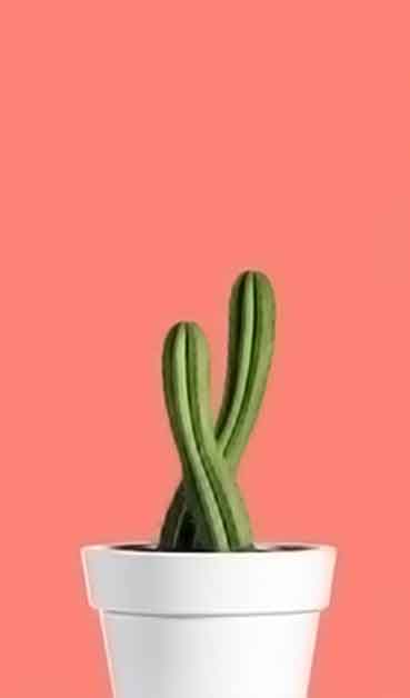 会员充值中心的呼死你在线免费试用